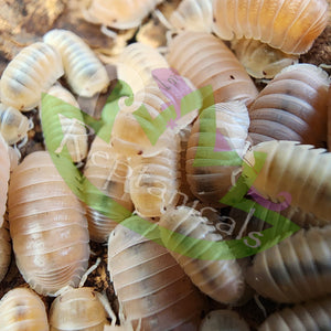 Papaya Cubaris murina Isopods for sale Reptanicals