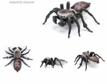 Load image into Gallery viewer, Maratus volans female toy educational figurine for sale reptanicals
