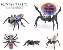 Load image into Gallery viewer, Male speciosus spider figurine for sale
