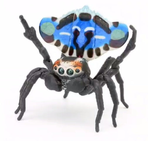 Maratus lobatus peacock spider toy by bandai for sale on Reptanicals