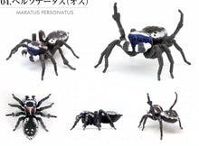 Load image into Gallery viewer, Male Maratus personatus spider figurine toy for sale Reptanicals

