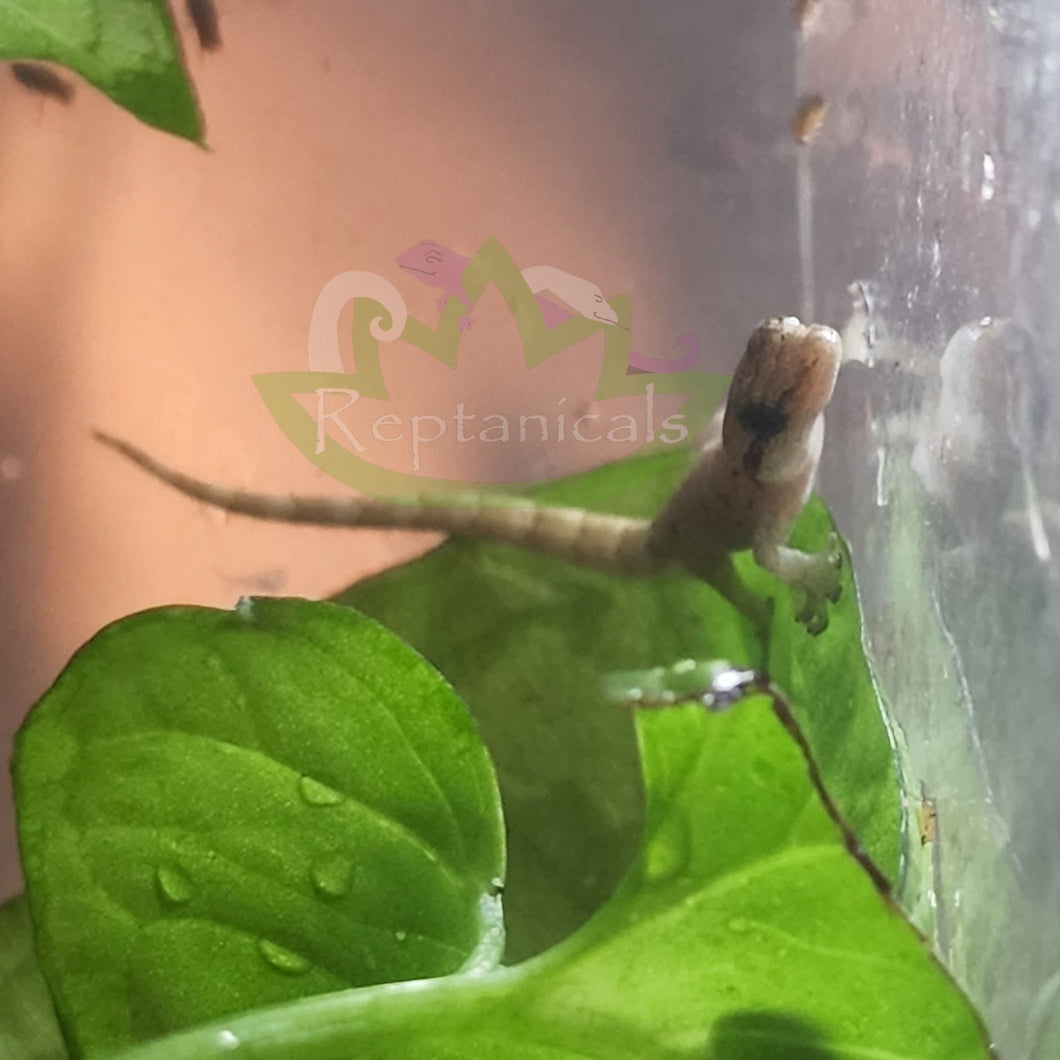 Philippine yellow bellied Mourning gecko on leaf