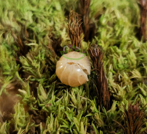 Albino isopod in ball on green moss background