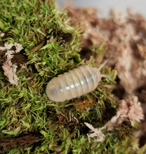 Load image into Gallery viewer, White isopod A. vulgare Reptanicals bio-active supplies
