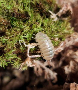 Armadillidium vulgare - T- (negative) Albino Isopods – Reptanicals