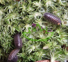 Load image into Gallery viewer, Bright green moss and a colony of orange stripe sicily isopod
