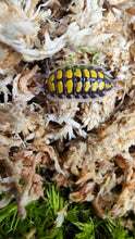 Load image into Gallery viewer, Porcellio haasi yellow spotted isopod on Sphagnum moss
