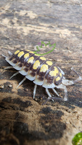 Porcellio haasi isopod on cork bark isopods for sale Reptanicals