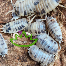 Load image into Gallery viewer, Porcellio laevis - Dairy Cow Isopods
