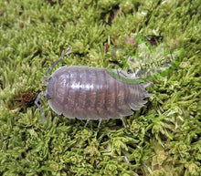 Load image into Gallery viewer, Wild type Porcellio Laevis gray natural isopod reptanicals
