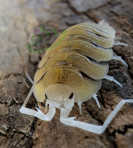 Porcellio bolivari for sale Reptanicals exotic isopod pets