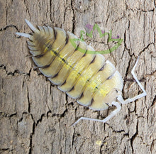 Load image into Gallery viewer, Porcellio bolivari top view of yellow and black isopod on cork
