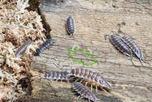 Load image into Gallery viewer, P. hoffmannseggi isopods giant spanish isopods clean up crew
