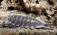 Load image into Gallery viewer, Porcellio hoffmannseggi isopod on cork bark under moss
