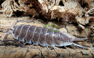 Porcellio hoffmannseggi isopod on cork bark under moss