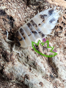 Porcellio laevis Dairy Cow isopods for sale