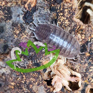 Porcellio laevis Isopod Reptanicals