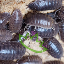 Load image into Gallery viewer, Porcellio laevis Isopods for sale Reptanicals

