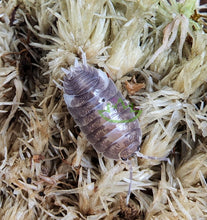 Load image into Gallery viewer, Milkback isopod Porcellio on moss Isopods for sale
