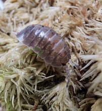 Load image into Gallery viewer, Porcellio laevis Milk back Isopod on live sphagnum moss
