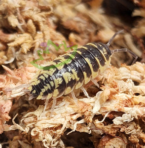 Exotic isopods for sale bioactive supplies reptile clean up crew