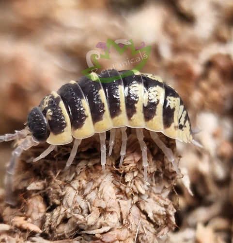 Porcellio ornatus isopods for sale reptanicals