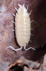 Powder White Isopods for sale on Reptanicals