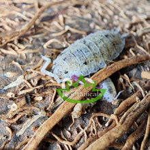 Load image into Gallery viewer, Porcellio scaber Dalmation Isopod baby Reptanicals

