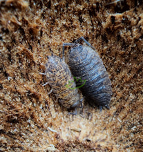 Load image into Gallery viewer, Porcellio scaber isopods for sale Reptanicalshop.com
