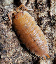 Load image into Gallery viewer, Porcellio scaber orange isopods for sale on Reptanicalshop.com
