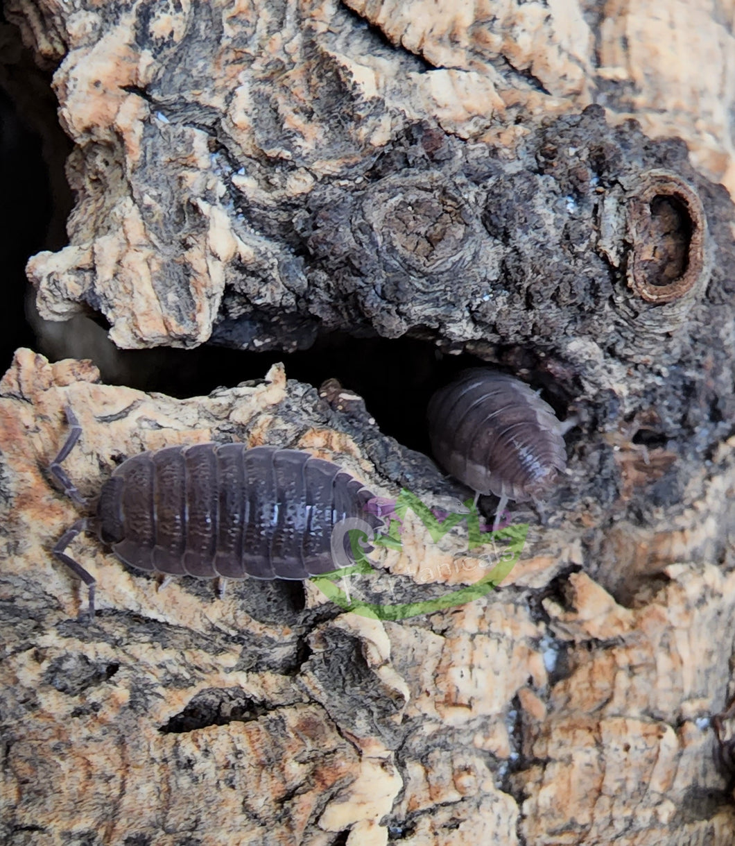 Wild type porcellio scaber isopods for sale