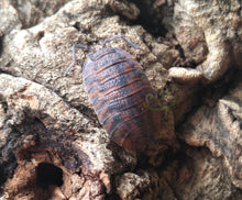 Load image into Gallery viewer, P. scaber Red Calico Isopods for sale Reptanicals
