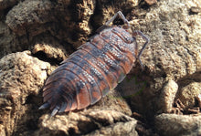 Load image into Gallery viewer, Porcellio scaber Red Calico Isopod on Cork bark
