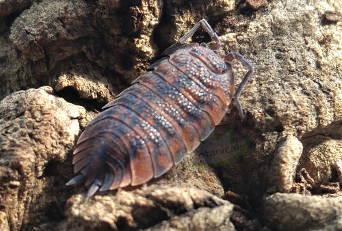 Porcellio scaber Red Calico Isopod on Cork bark