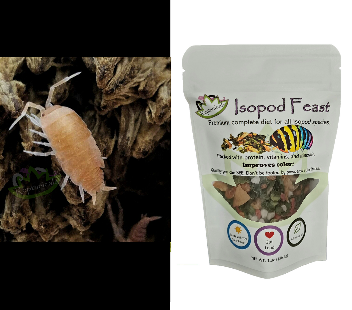 Powder Orange Isopods (Porcellionides pruinosus) UPick Bundle