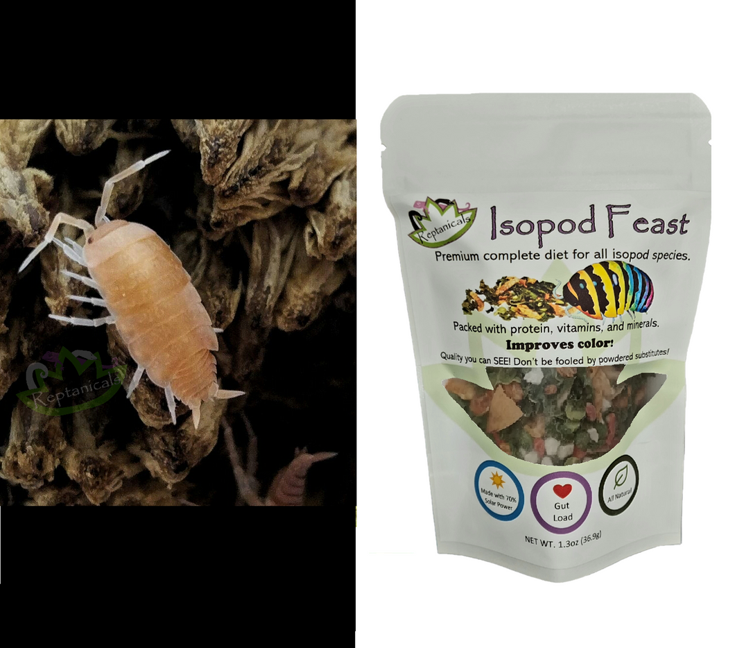 Powder Orange Isopods for Sale Reptanicals with Isopod Feast
