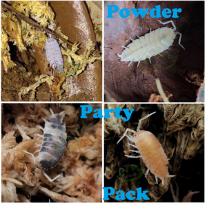 Porcellio pruinosus Party Pack of Powder Isopods for sale mixed color isopods