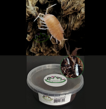 Load image into Gallery viewer, Powder Orange Isopods for Sale Reptanicals Tropical White Springtails Bioactive supplies
