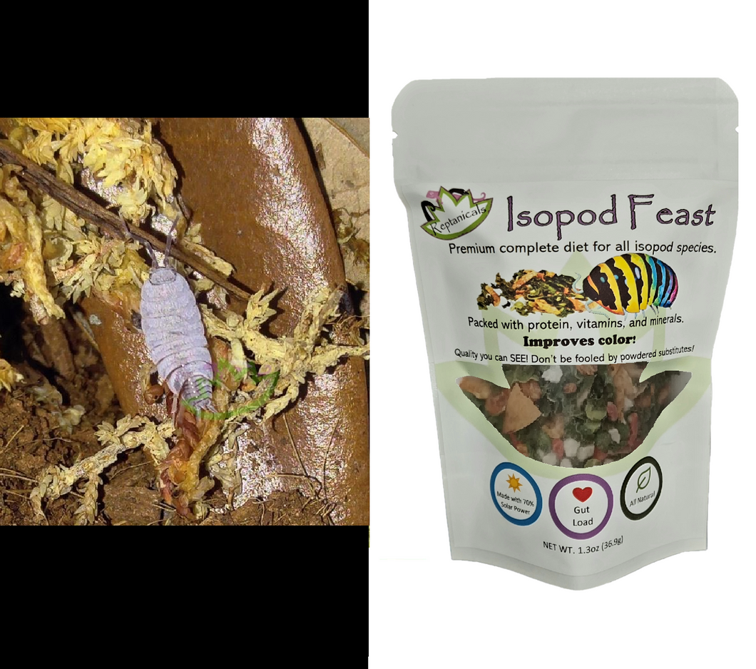 Powder blue isopods for sale Reptanicals Isopod Feast bundle kit bio-active supplies