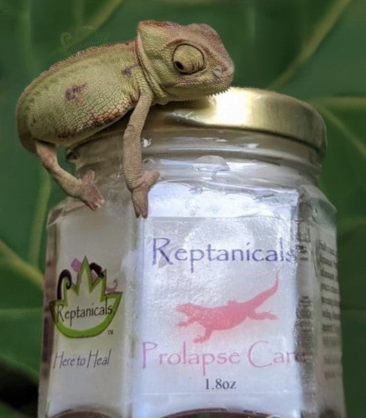 Prolapse Care Emergency Solution to prolapse in reptiles Reptanicals