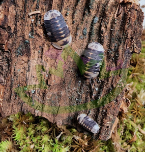 White Ducky Isopods with juvenile on cork bark