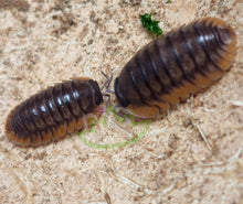 Load image into Gallery viewer, Red Edge cubaris isopods on coconut half 
