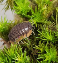 Load image into Gallery viewer, Cubaris sp Isopod Red Skirt
