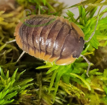Load image into Gallery viewer, Cubaris Red Edge Isopod on green moss
