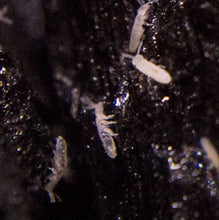 Load image into Gallery viewer, Springtails for Sale Reptanicals.com
