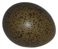 Load image into Gallery viewer, Button Quail Eggs  for sale  Reptanicals
