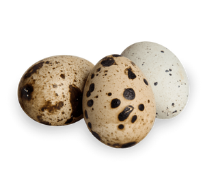 Coturnix quail eggs feeder for reptiles