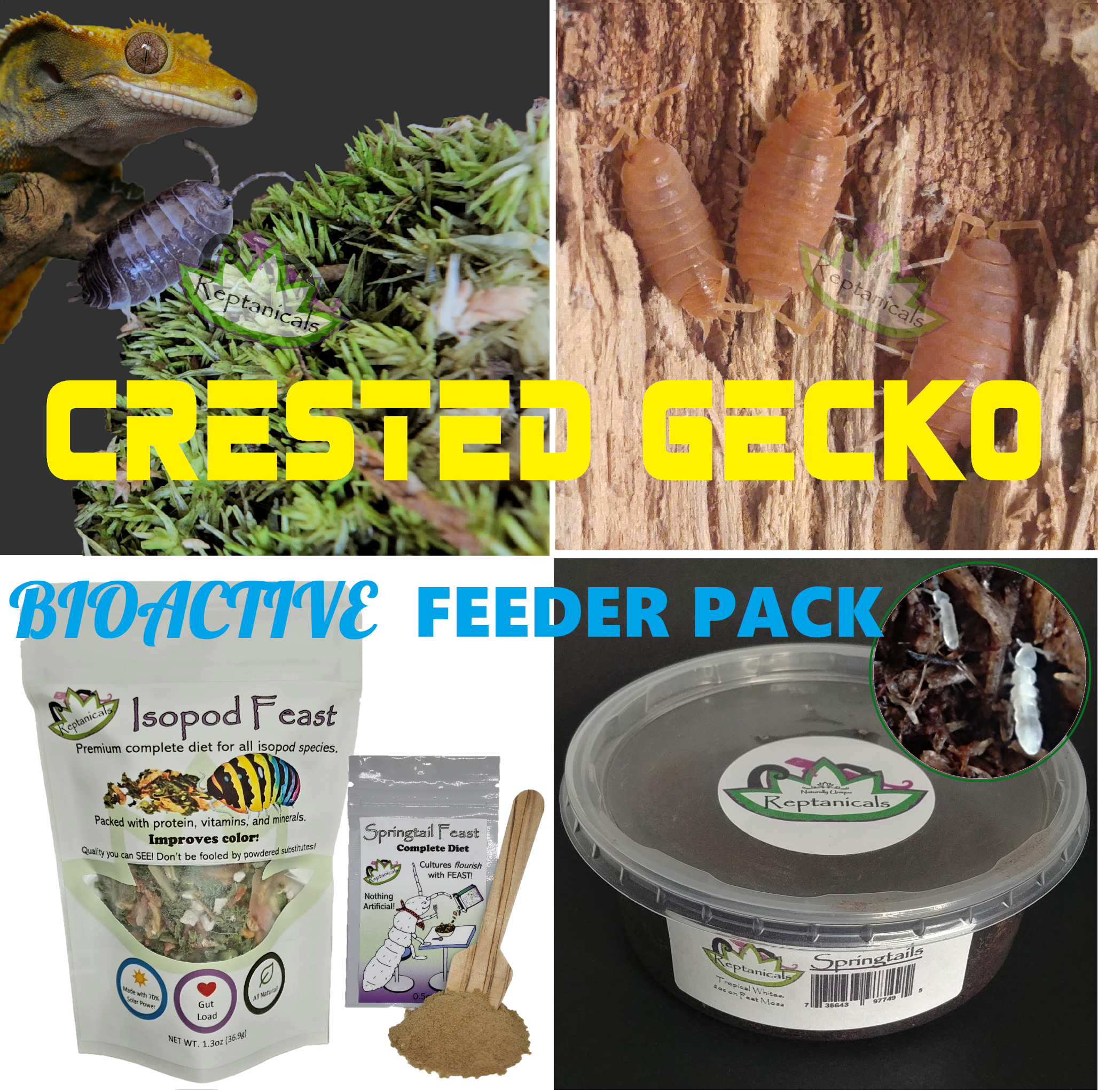 Bioactive Crested Gecko Kit Crested Gecko Gold Kit