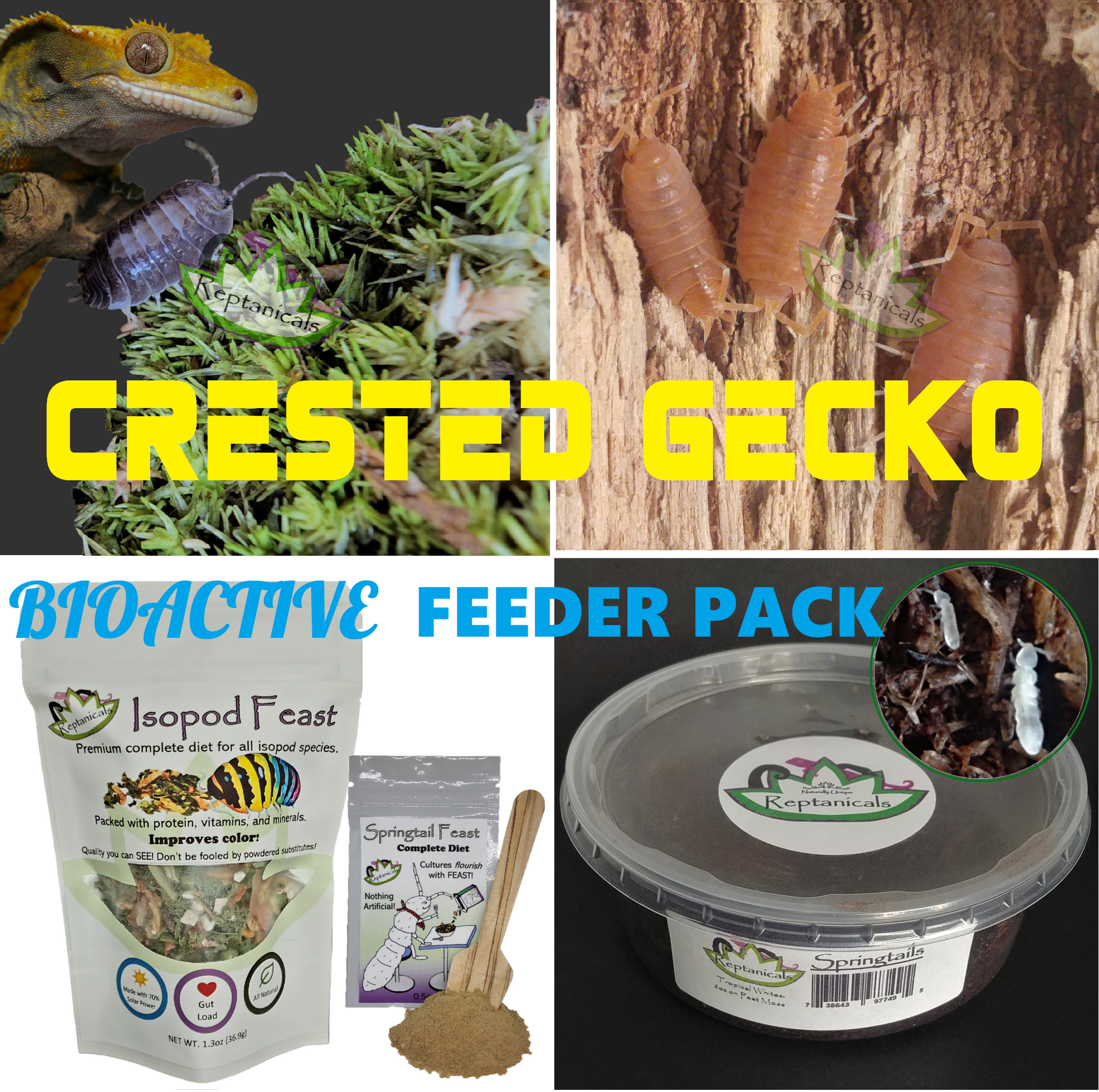 Bioactive crested top gecko kit