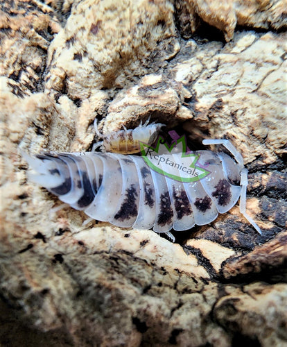 Reptanicals Dairy Cow Isopod for Sale